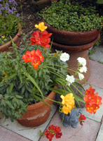 flowers