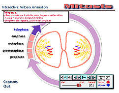Interactive Mitosis Tutorial image